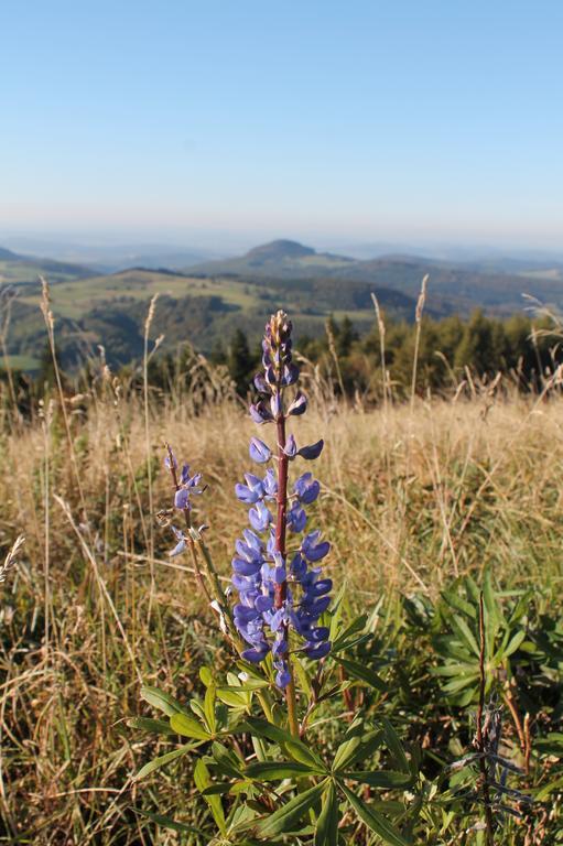 Pension Gasthof Zum Lamm บีชอฟสไฮม์ อัน แดร์เริน ภายนอก รูปภาพ
